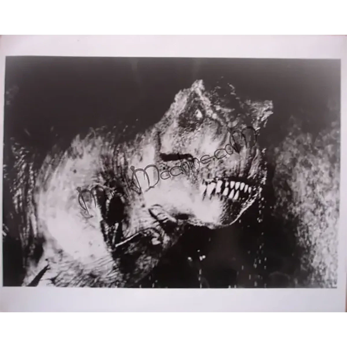 Photo Jurrasic Park - T-Rex (20x25cm)